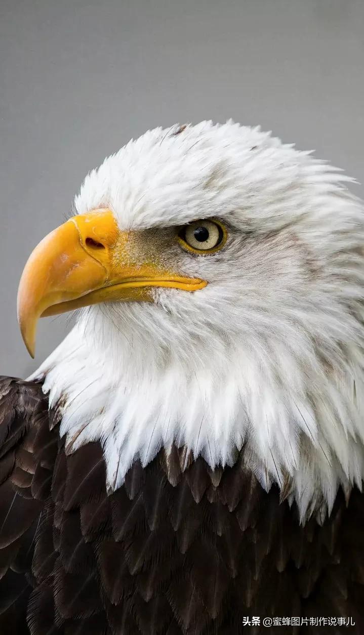 如有来生,愿化为一只雄鹰,自由自在翱翔蓝天高山大海,搏击长空,自由的