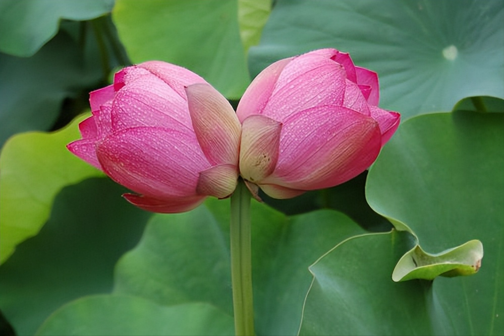 中国文学史上45首关于爱情的经典诗词，你最喜欢哪一首？