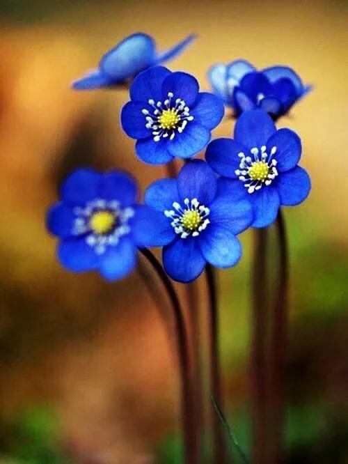 冬季之花 雪割草 佳辰