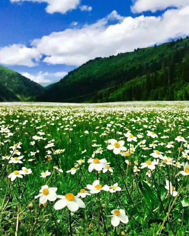 盛夏时节的花海秘境，一起奔赴四川的草原花海，夏日清新感十足