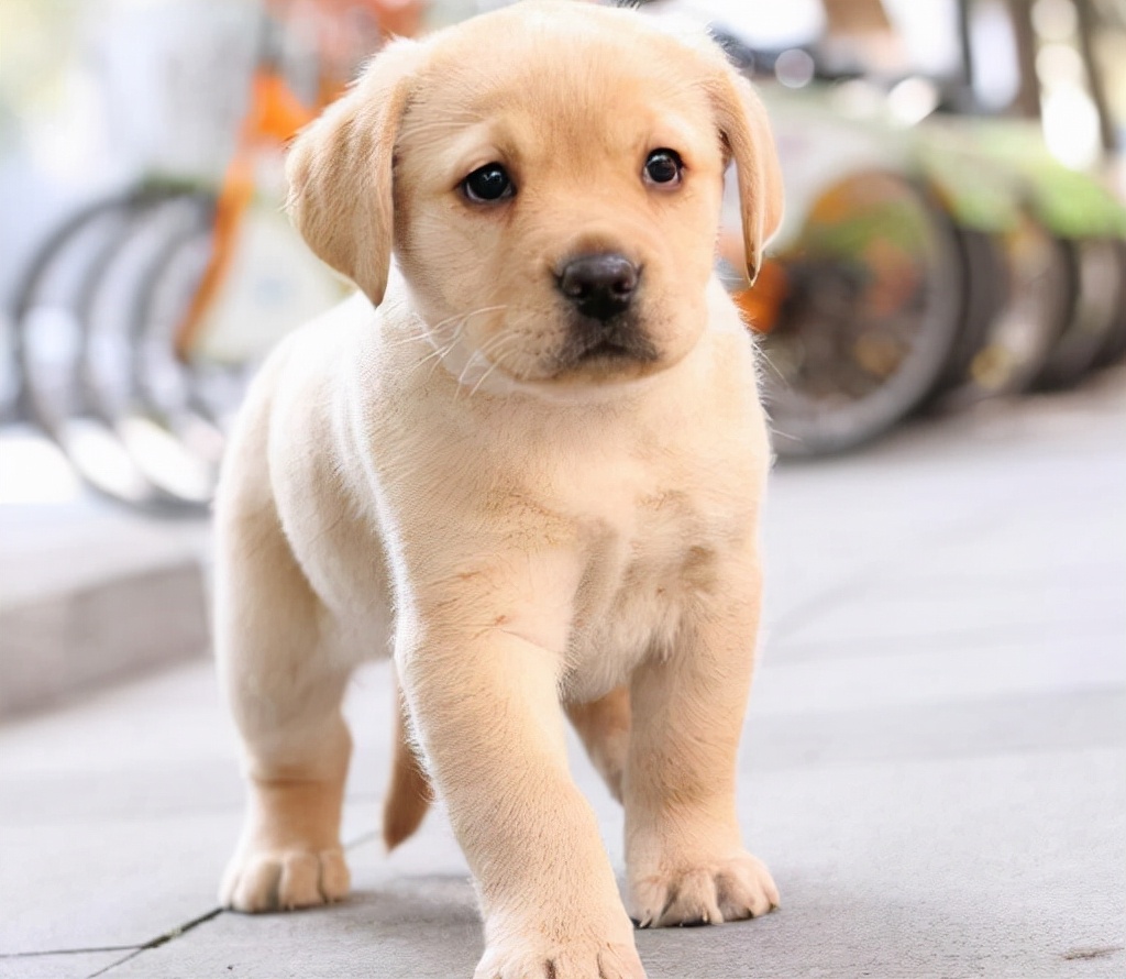 拉布拉多幼犬图片