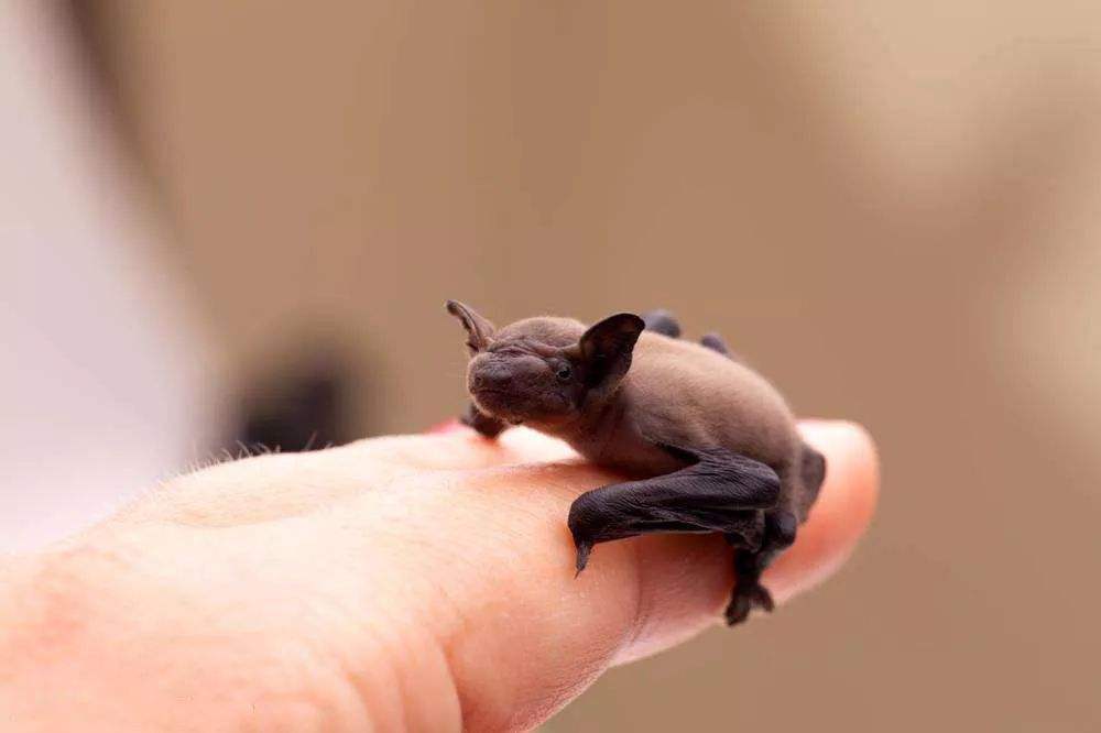 世界上最小的九种动物，指甲大小的童蛙，体长仅7.7毫米