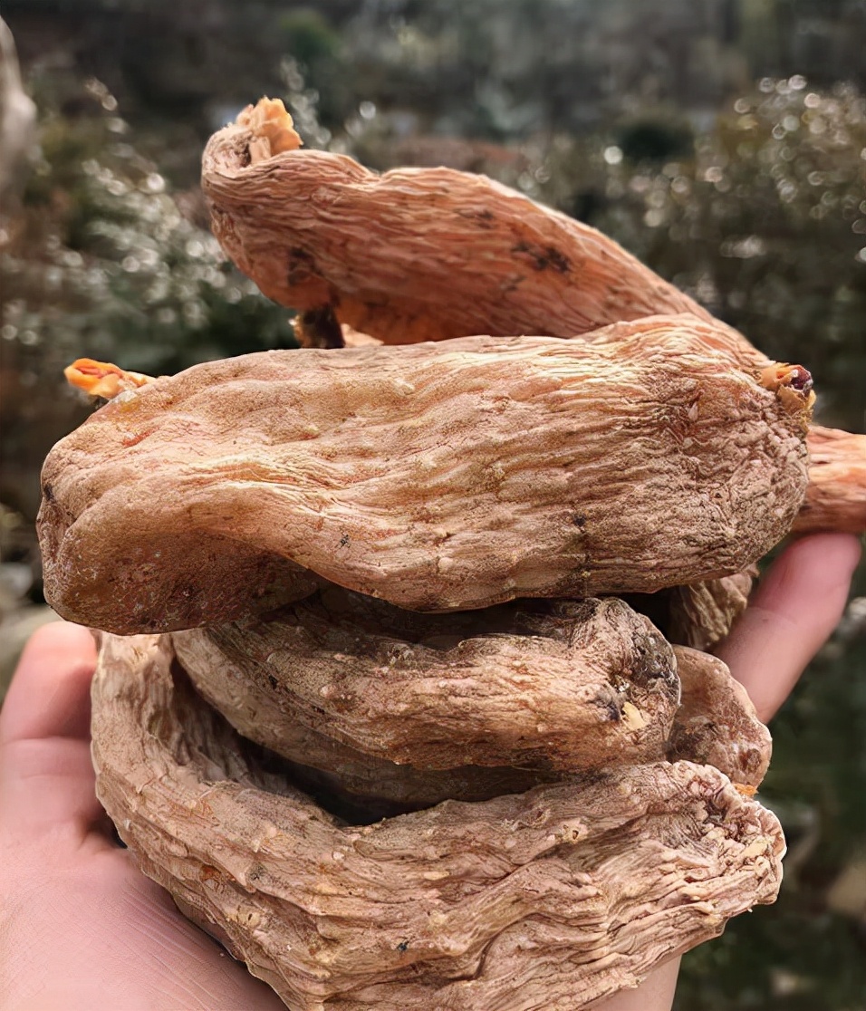 天麻是怎样一种植物?无根也无叶子不能光合作用,却能长到两斤重