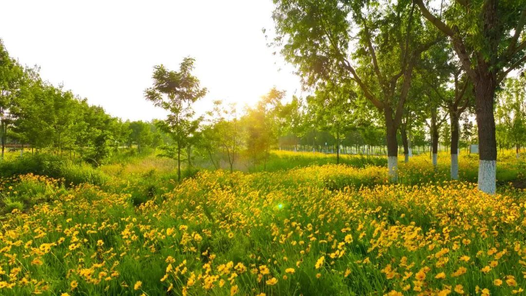 雨后新晴,湿地如画,随手一拍都是大片!