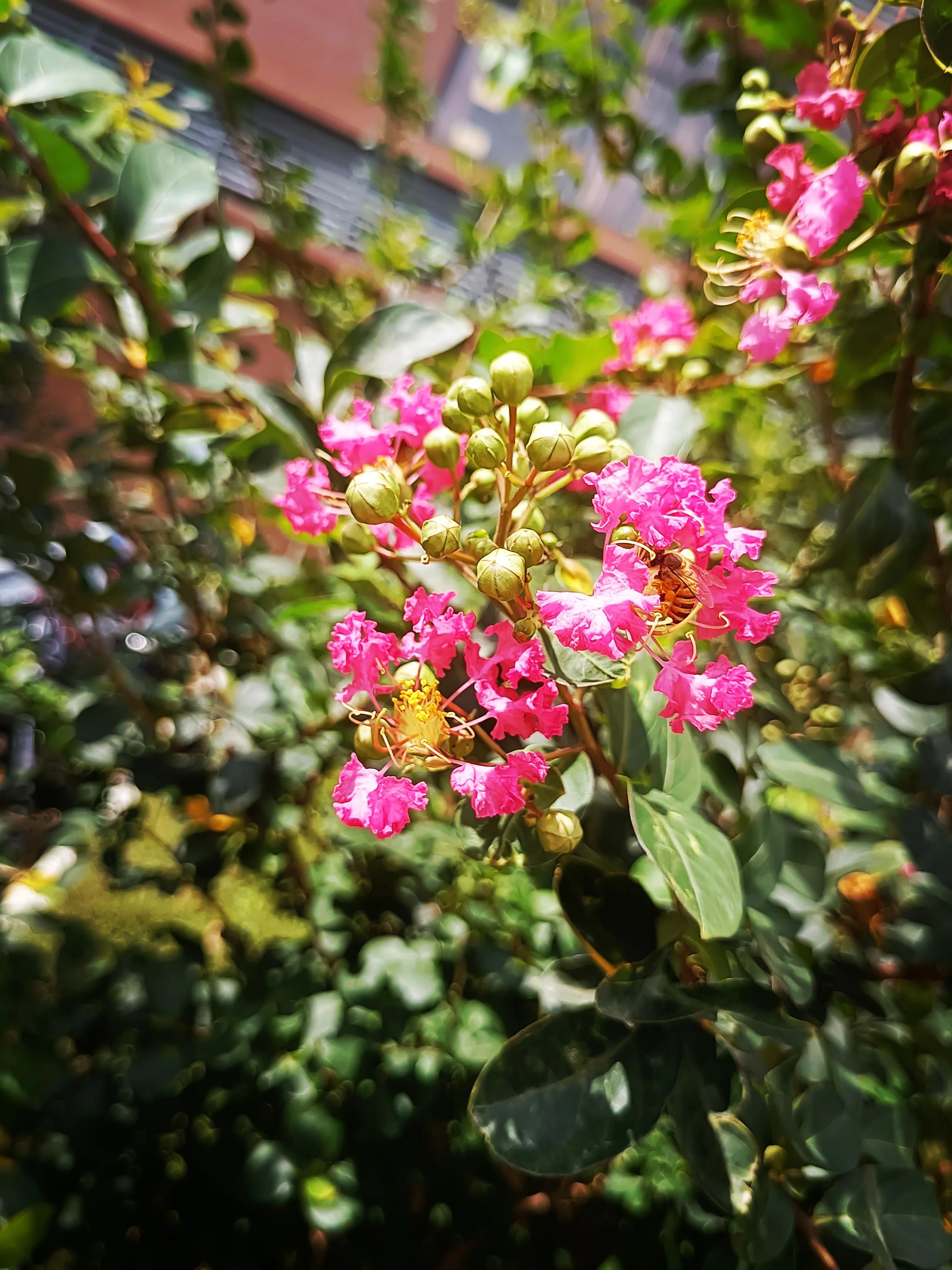 紫薇花花语：好运、雄辩、沉迷的爱、女性、和平