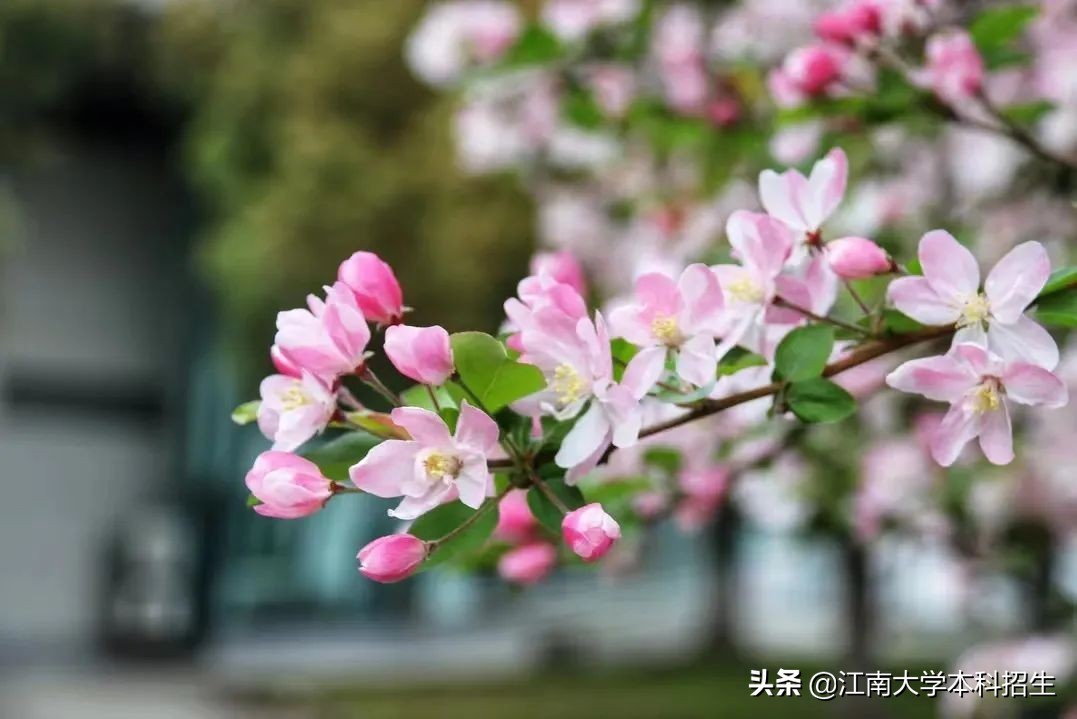 淡江大學校花「.淡江大學」-愛妻自媒體