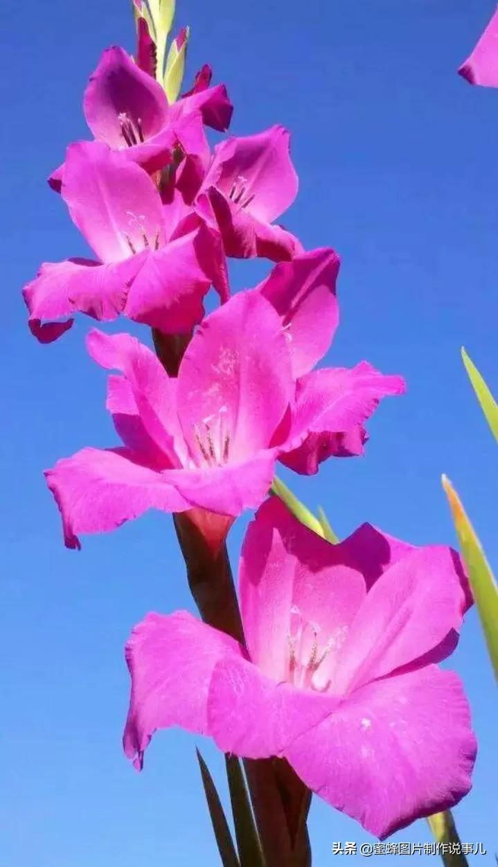 各种花卉植物，养在家里什么地方合适