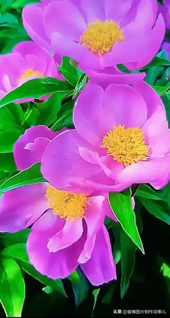 各种花卉植物，养在家里什么地方合适
