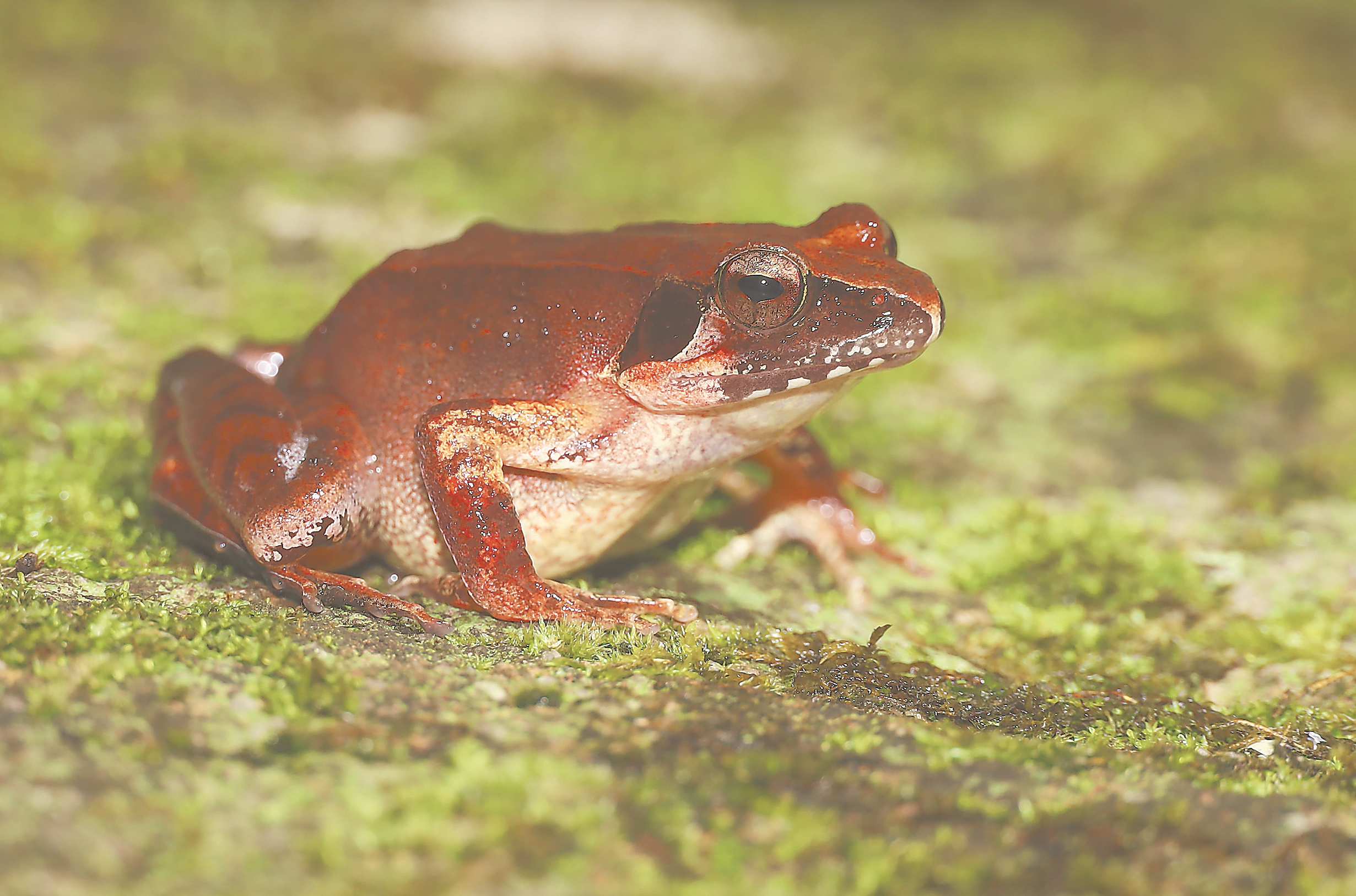 关注森林·探秘武夷——走进光泽|科考之眼，探秘“世界生物之窗”