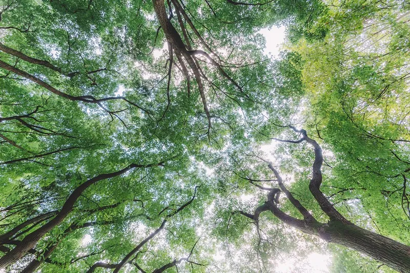 人民日报总结：100首春光诗词，一起感受春天里最美的风景