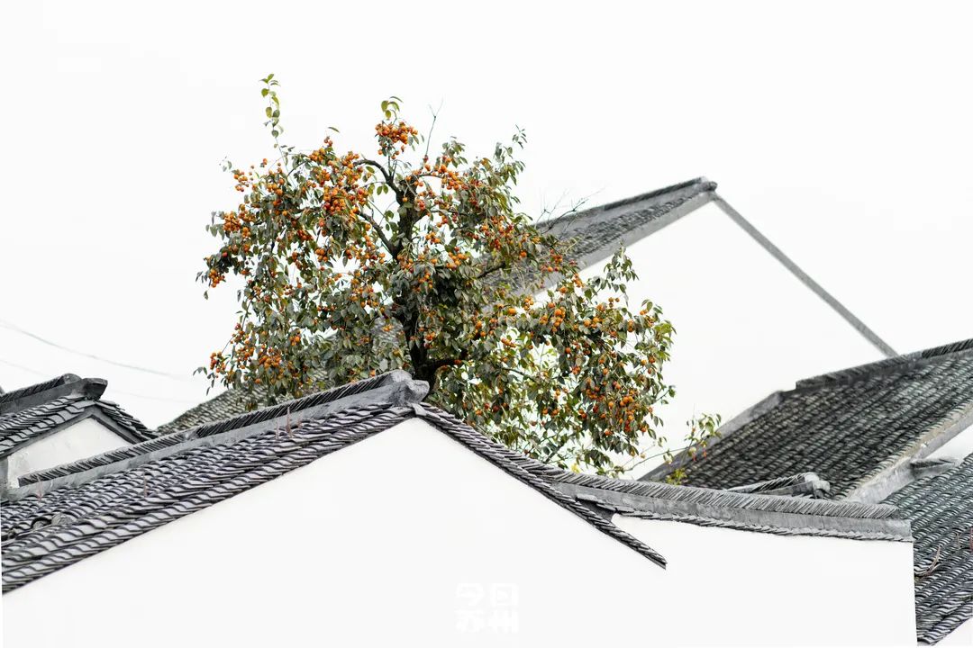 苏州16个绝美赏秋圣地，大部分免费，别错过