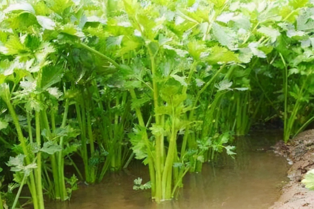 这几种蔬菜会对身体有一定的危害，不妨看一下，尽快列入黑名单