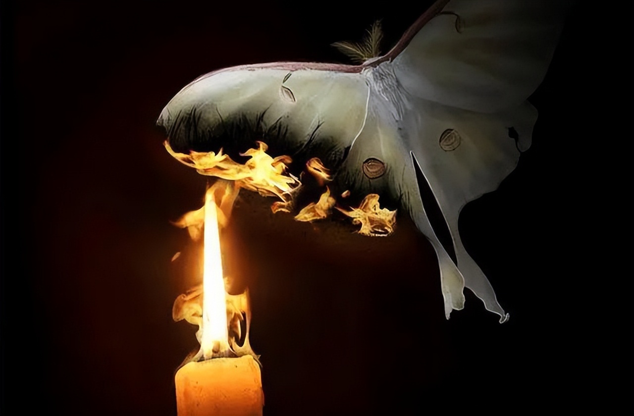 飞蛾为什么扑火 飞蛾扑火表达什么感情-百科叔叔