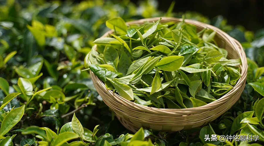 一克等於多少微克(1克普洱熟茶5億枚細菌) - 青木春