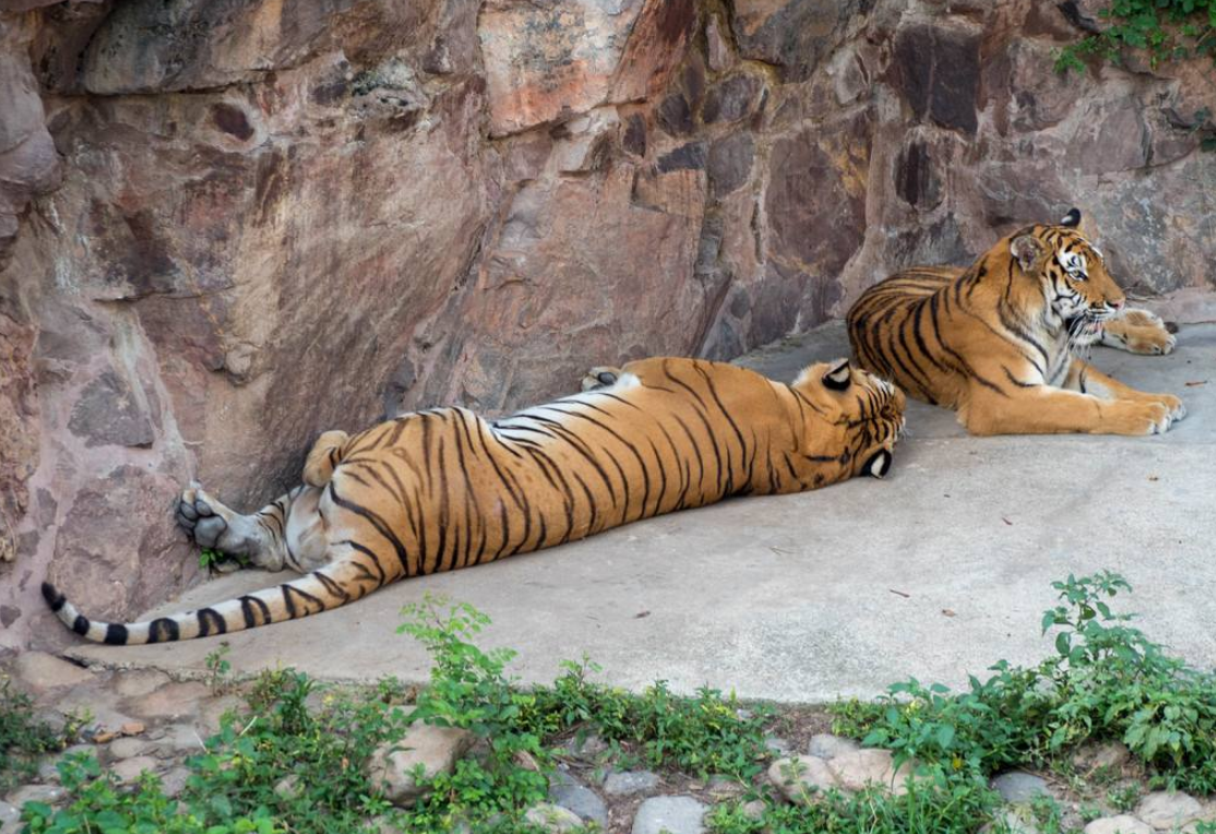 我国老虎的生存现状