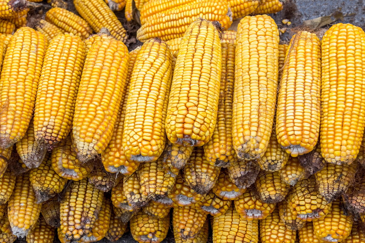 4月13日国内各地玉米价格发布