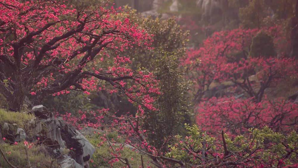 桃花满地唯美图片(庆幸还未火) - 赤虎壹号