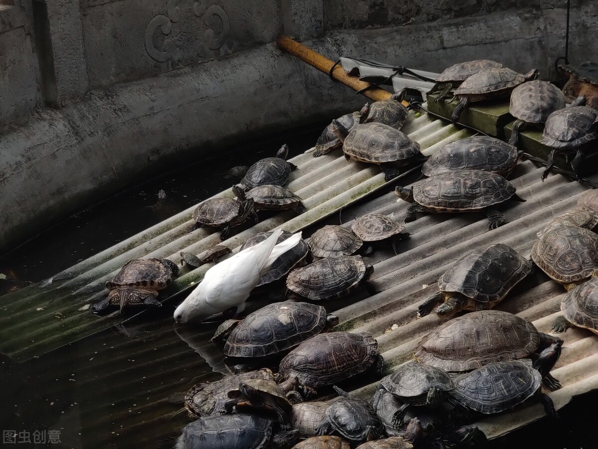 巴西龟在我国泛滥成灾，危害不输印度恒河鳖，我国吃货：能吃吗