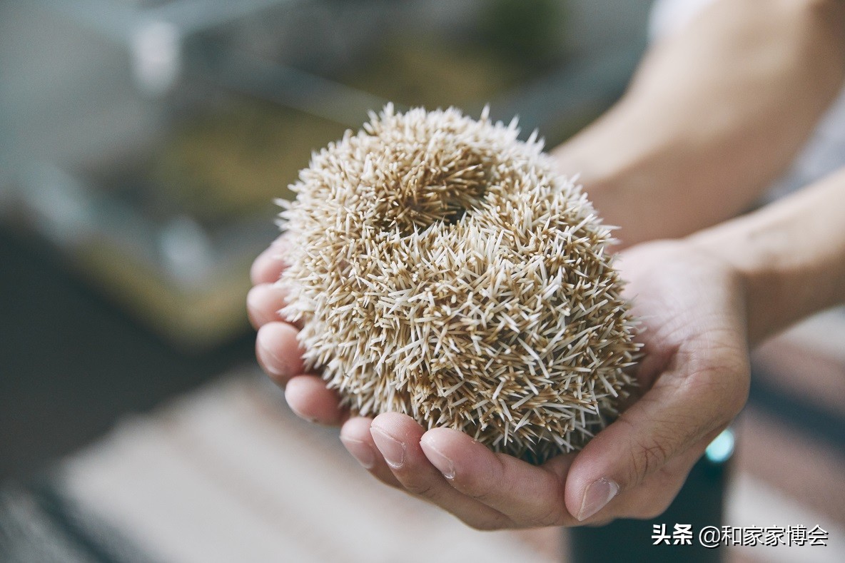 新婚夫妇的50㎡出租房改造 打造温馨小屋