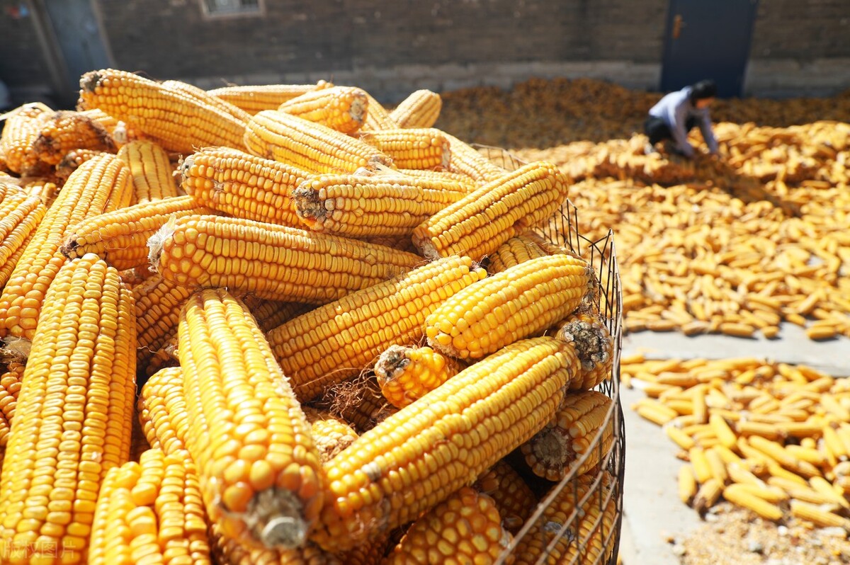 突发！玉米价格1.56元/斤，深加工全面上涨，11月6日最新玉米行情