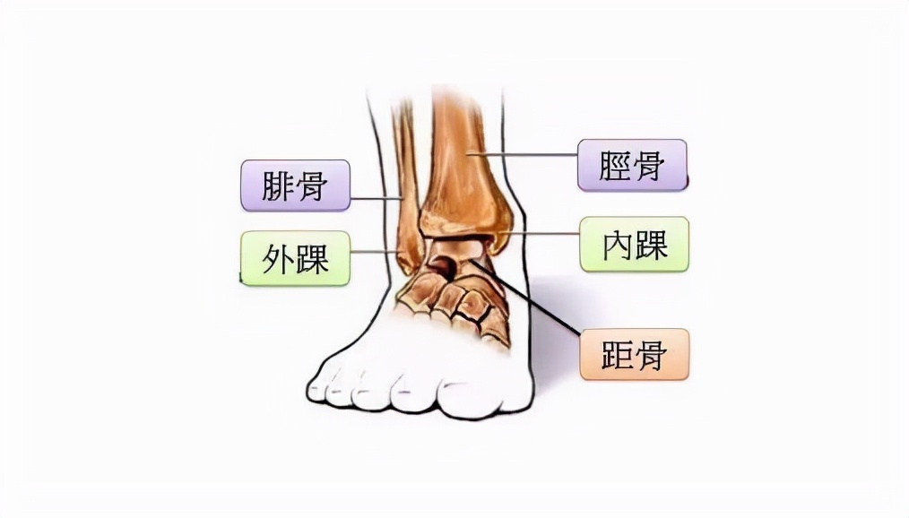 髁怎么读？髁的读音和意思