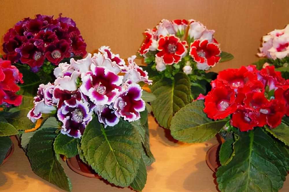 家里光照不足，建议养这10种“耐阴花”，有点散光就能长得很美