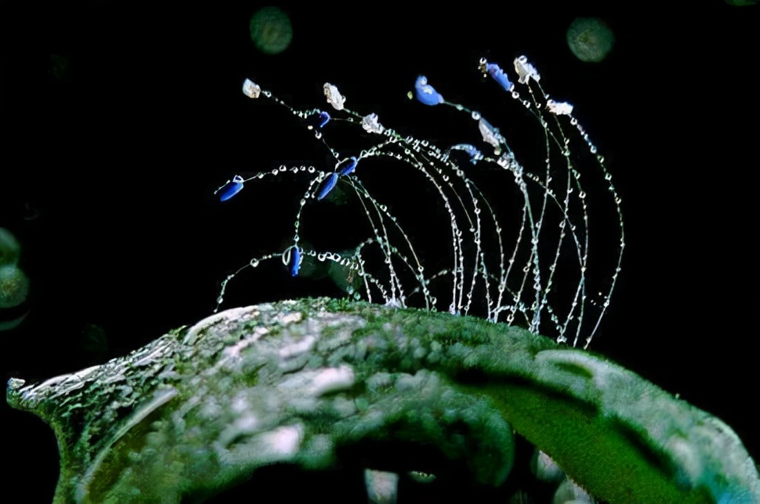 世界上最稀有的十种花