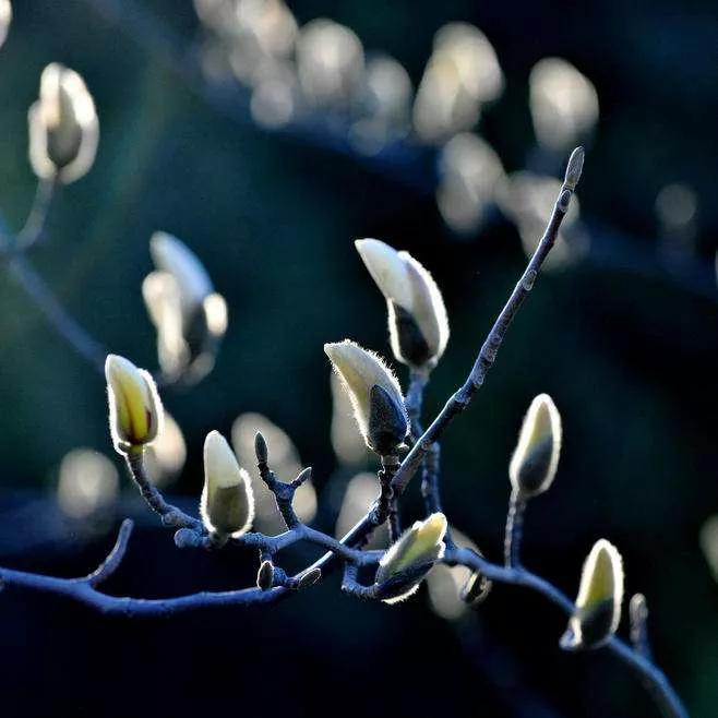玉兰幽香三韵：初绽如诗，清芬入梦，月下含芳