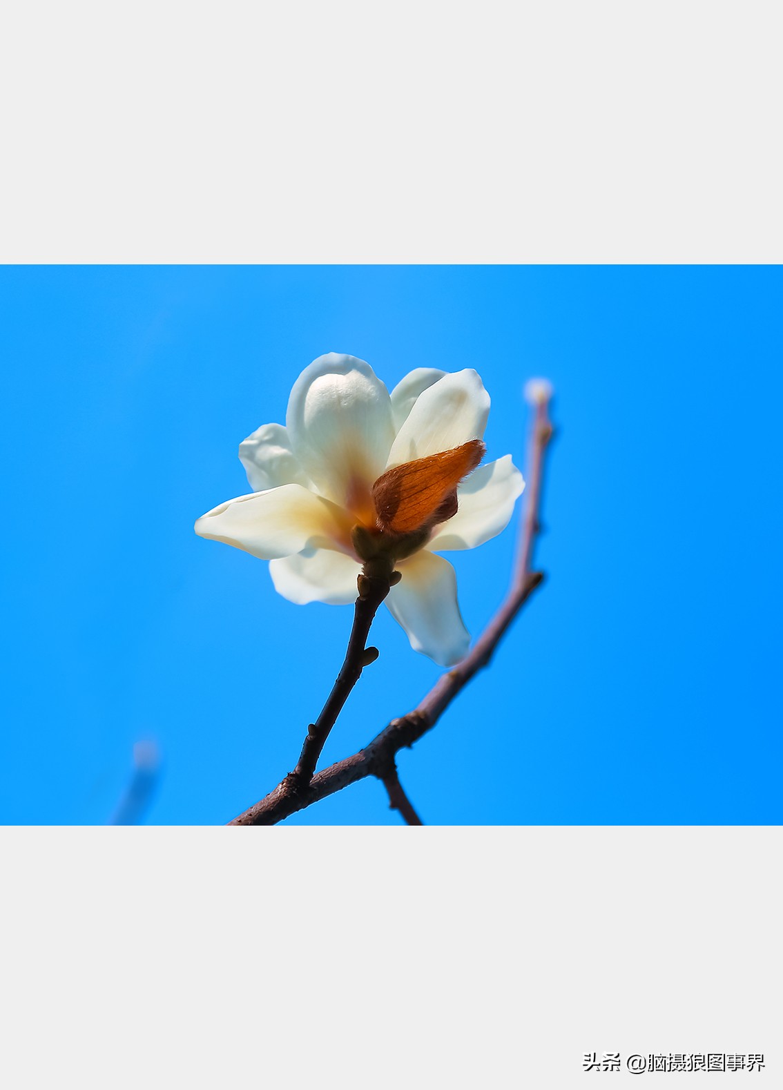 玉蘭花圖片,玉蘭花圖片大全大圖