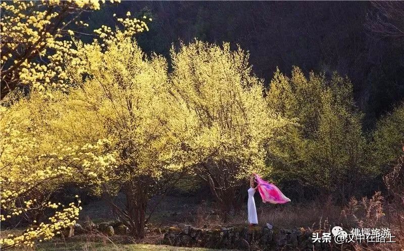 全部免費(fèi)！漢中鄉(xiāng)村賞花攻略出爐！妥妥安排