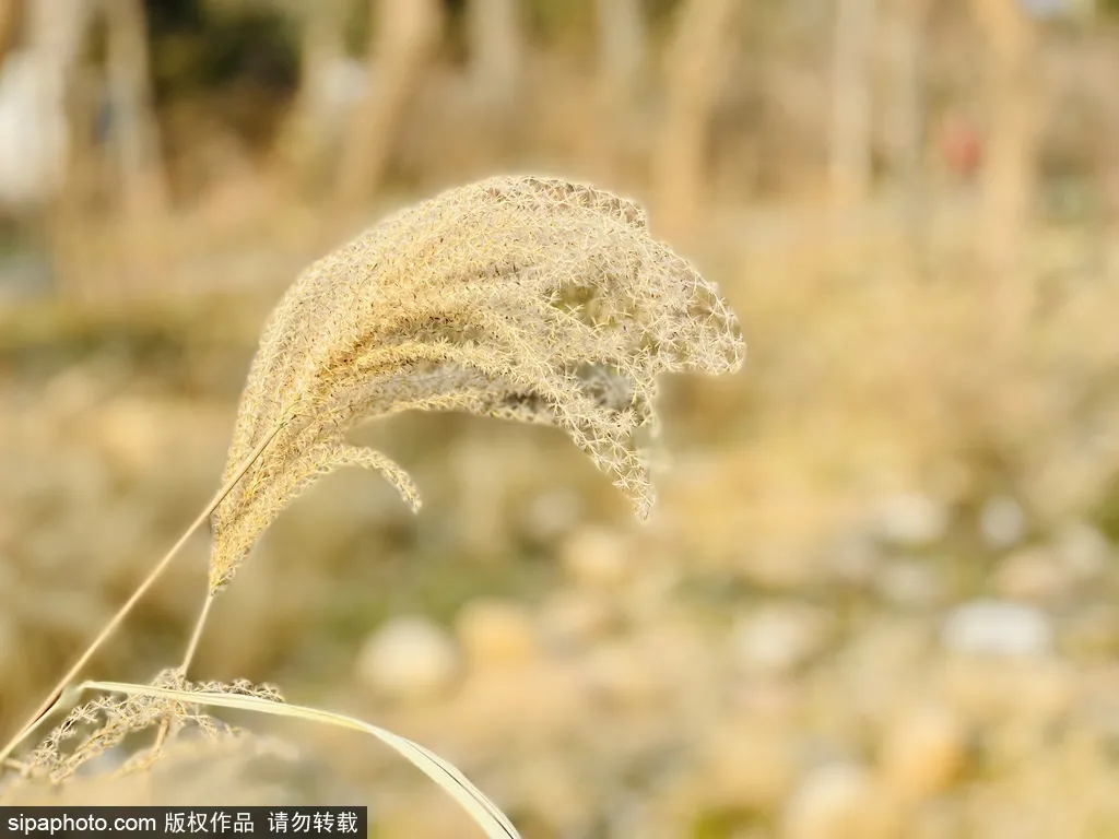 京城冬日绝美风光，就藏在咱家门口的公园里~