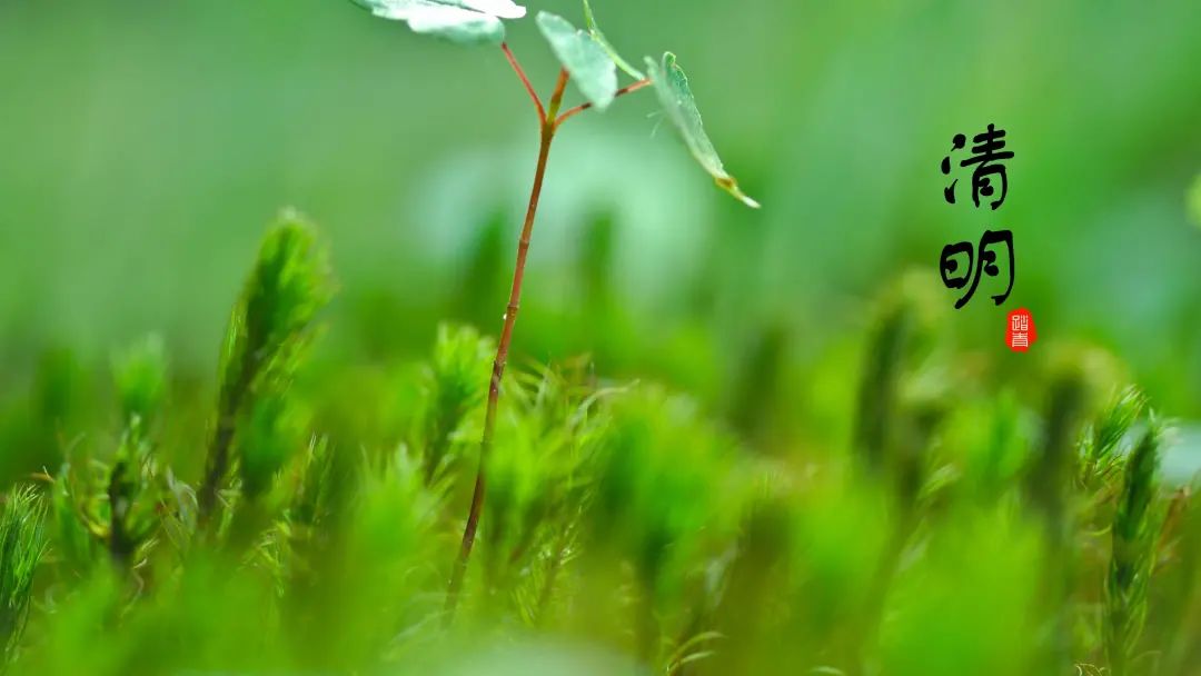 艾草炒鸡蛋的做法（4步教你做出香喷喷的艾草炒鸡蛋）