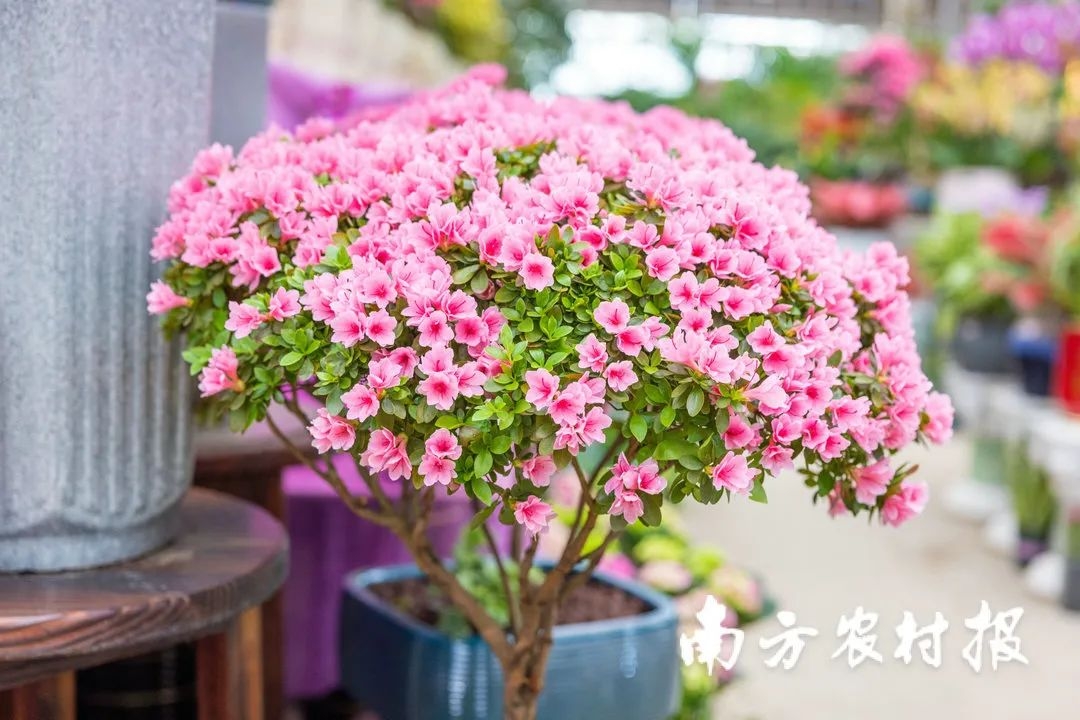 从化室内花卉哪些种类（年货推介第一弹！广东花市强势回归，哪朵花是你的最爱？（附各地市购花攻略））