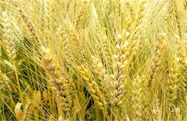 为何欧洲大量种植大麦，而我国为何宁愿花重金进口，也不种植大麦