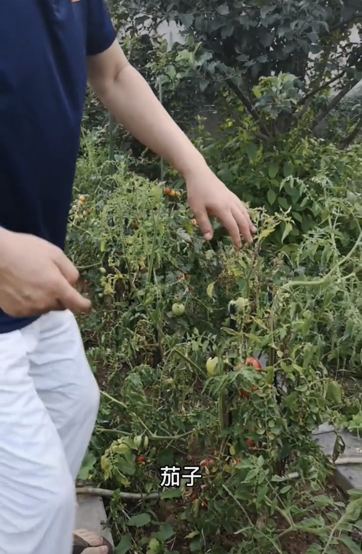 67岁港星林威回河北农村住宅，院内杂草比人高，菜地荒芜满脸绝望