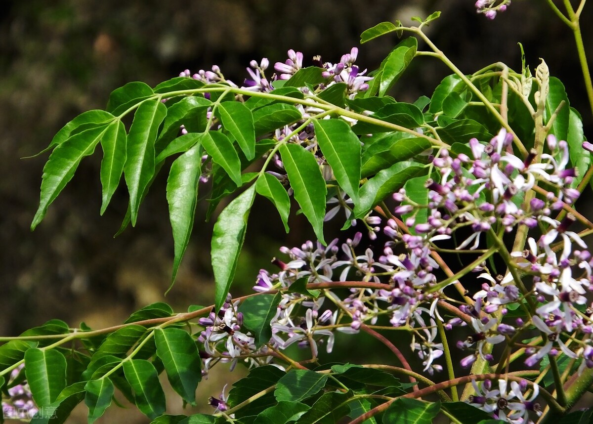 《神农本草经》将川楝子以"楝实"之名首次收载