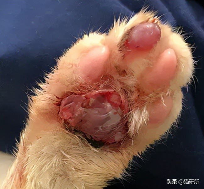 警惕猫咪冬季冻伤！急救指南在这里…