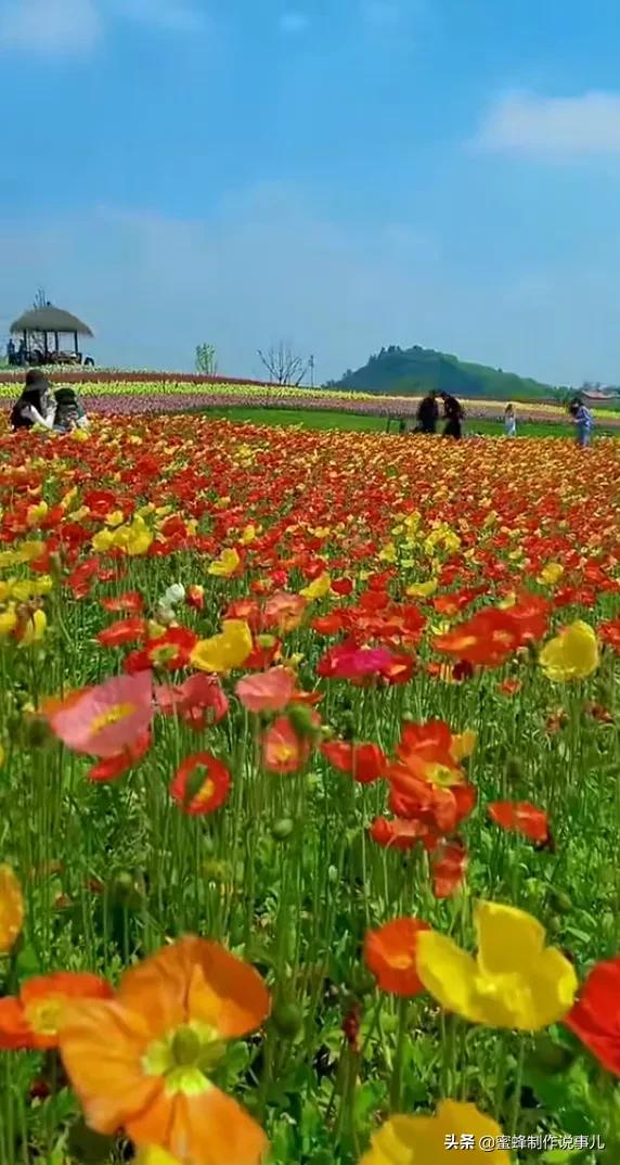 以赏花的心情看人生，花开花落，云卷云舒