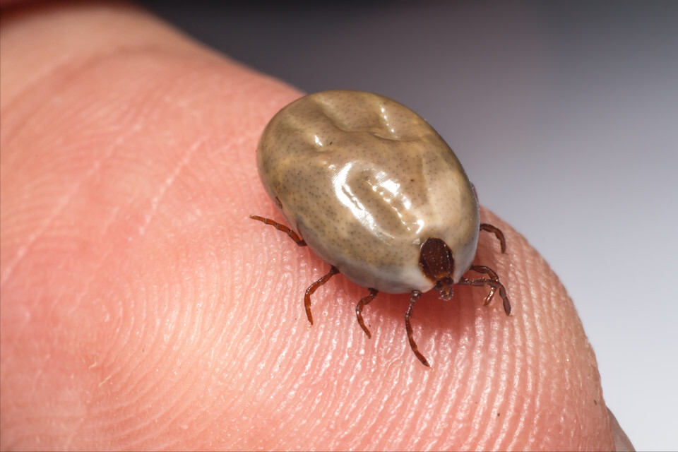 蜱虫来了,"一头就能要命",夏天带娃出门提前做好"防虫攻略"