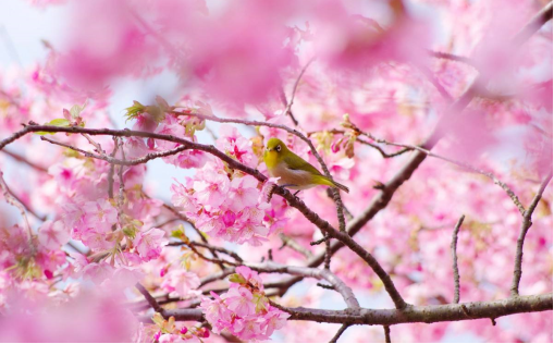 万里云 | 芳心寸寸情依旧，霞彩年年绘早春（樱韵读春格律十二首）