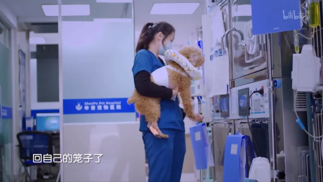 多花冤枉钱,被医生PUA,为什么宠物绝育越来越贵?