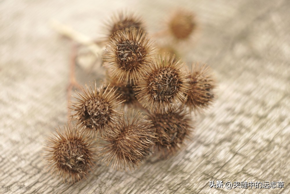 此外啊,还有种说法,是说牛蒡的果实多刺,牛见了也得绕道而行,从旁而过