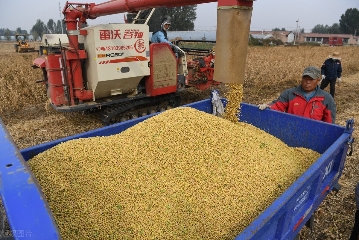 东北大豆市场传来2个好消息，11月22日全国最新大豆价格