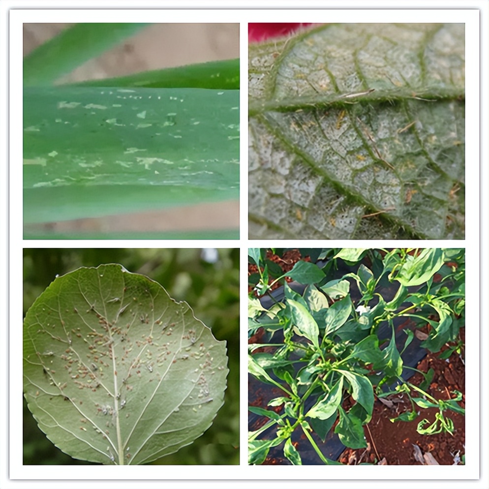 酵素农业技术：巧用酵素菌肥防治蚜虫、茶黄螨、红蜘蛛等虫害