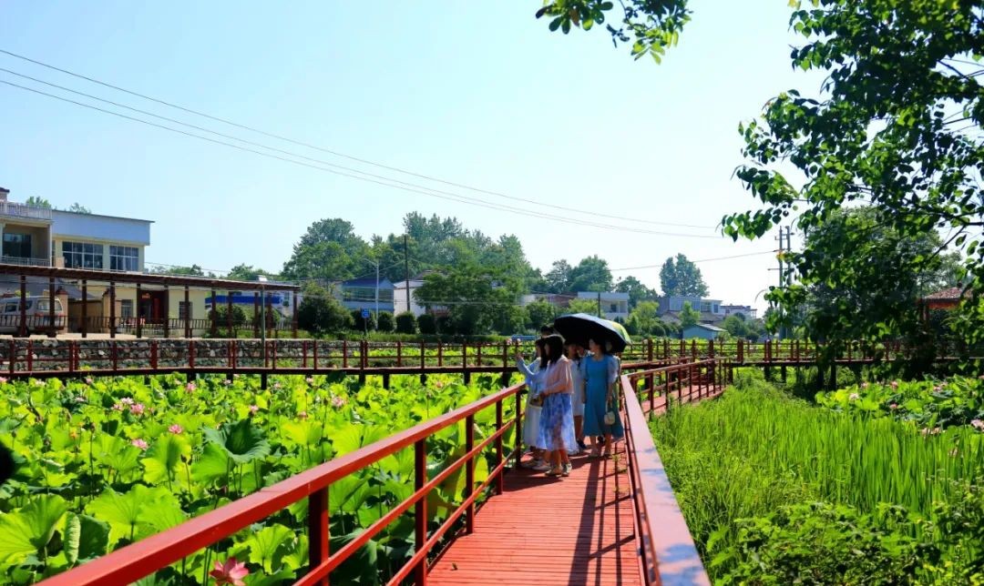 光山县：荷花悄然绽放 迎来最美夏季