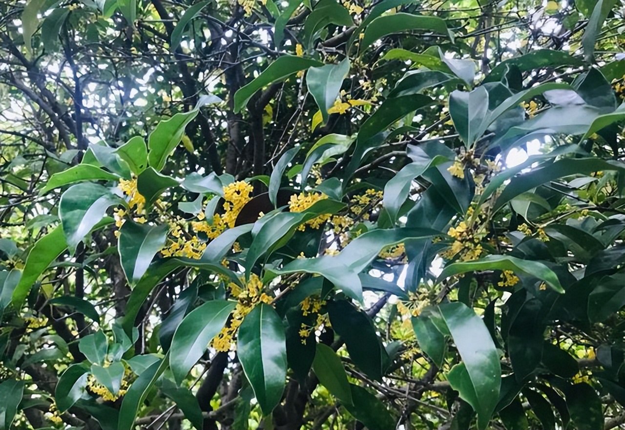 俗话说得好“穷栽草，富种树”！有院子就栽7种树，寓意好价值高