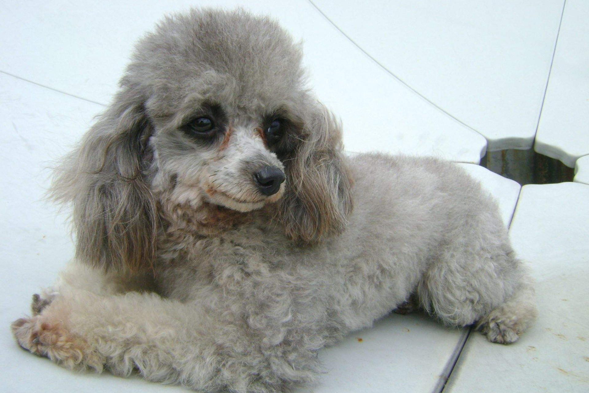 最会讨好人，误解最深的狗狗：“泰迪犬”性格全面解析