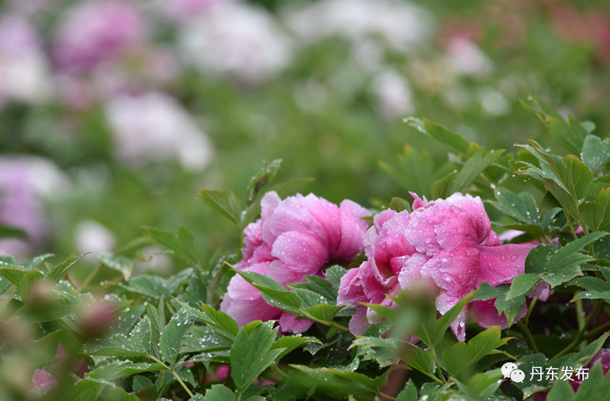 丹东这一地儿入选全国十大赏樱地！赏花攻略提前收藏