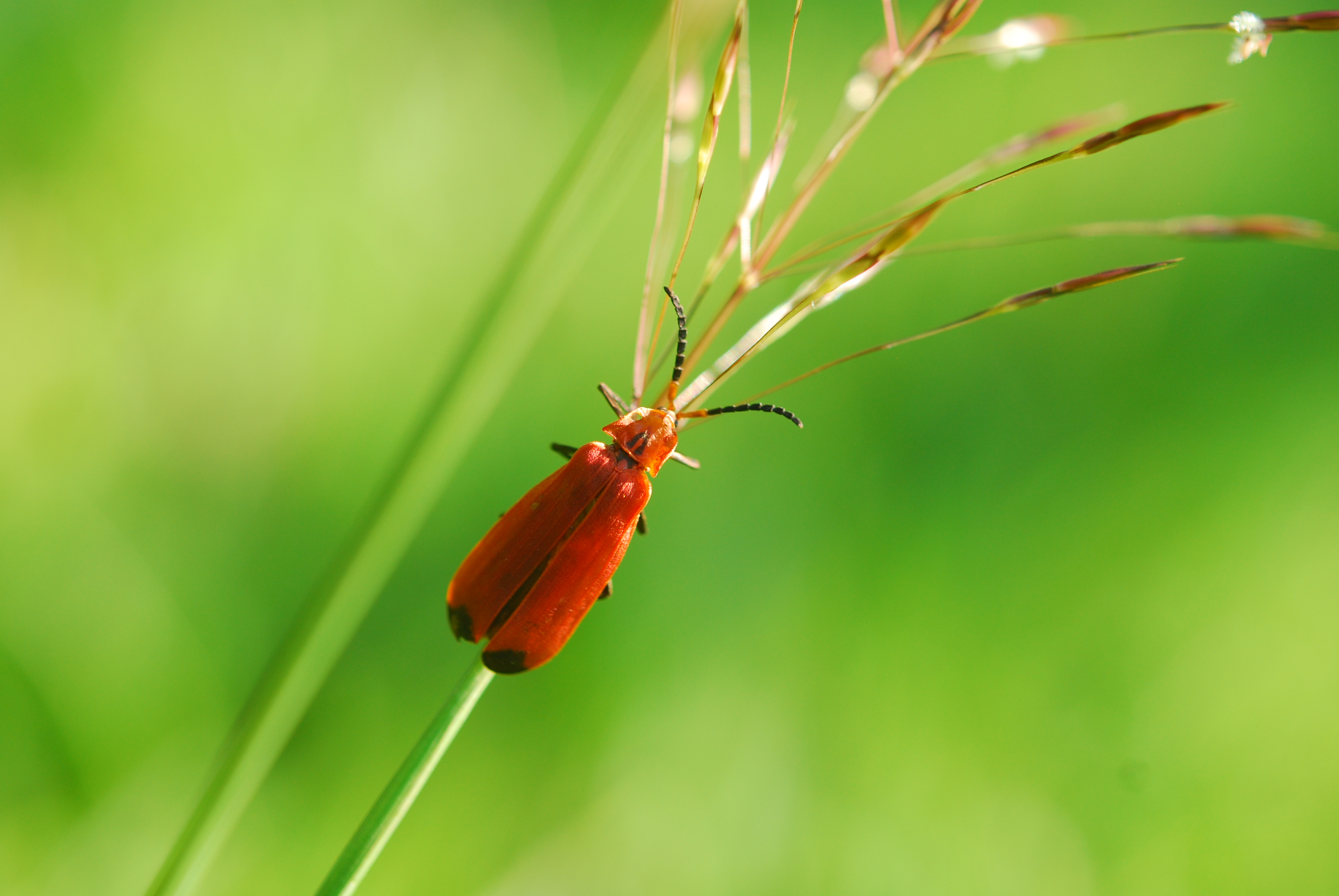 萤火虫为什么会发光 萤火虫怎么才会发光-朝阳百科