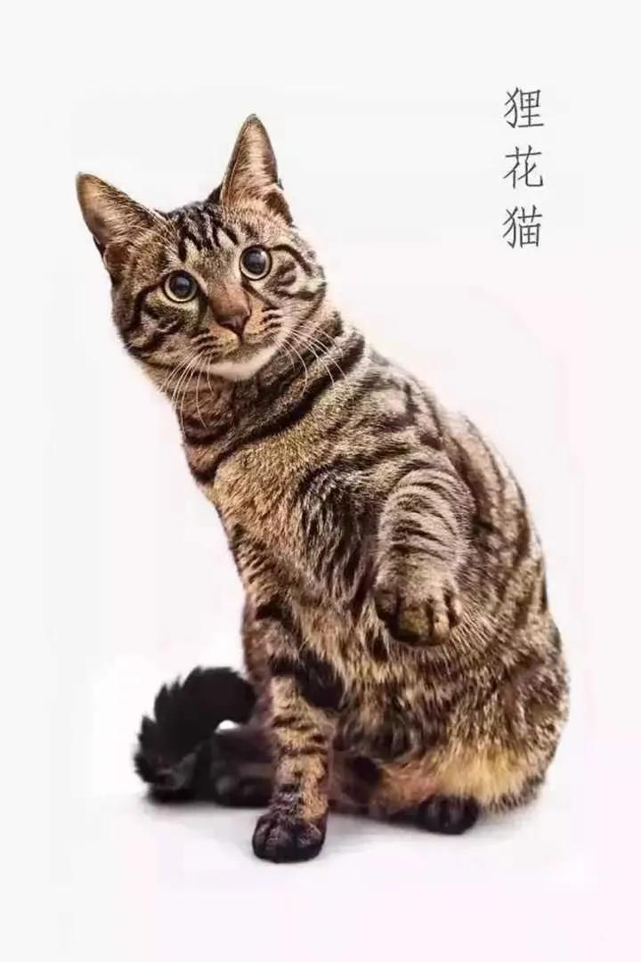 梨花猫咪是什么品种图片